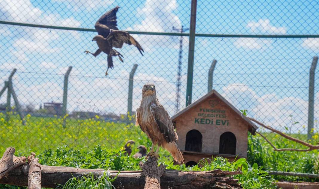 Yırtıcı bilinen masum kuşlar Dicle’yi mesken tuttu 8